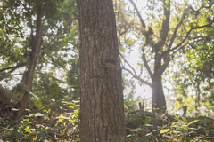 Dendropanax arboreus