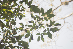 Dendropanax arboreus