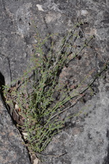 Galium wrightii