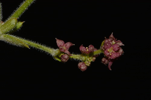 Image of Galium wrightii by (c) Brian Finzel, some rights reserved (CC BY-SA)