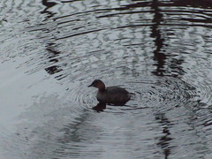 Tachybaptus ruficollis
