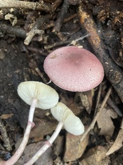 Lepiota decorata