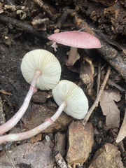 Lepiota decorata