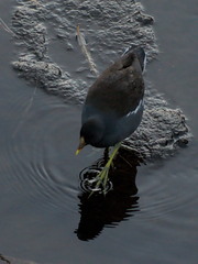 Gallinula chloropus