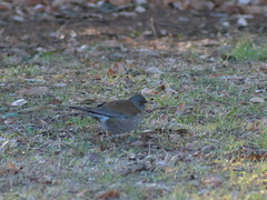 Turdus pallidus