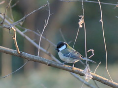 Parus minor