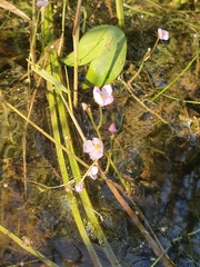 Utricularia hydrocarpa