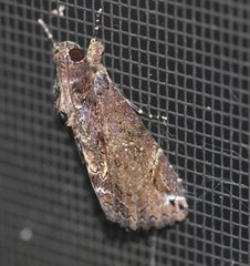 Ercheia dubia
