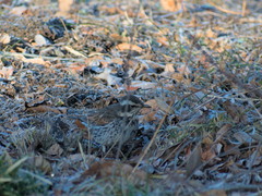Turdus eunomus