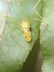 Theridion grallator
