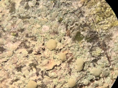 Lecanora symmicta