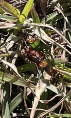 Trogomorpha arrogans