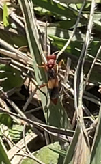 Trogomorpha arrogans