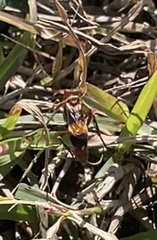 Trogomorpha arrogans