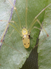 Theridion grallator