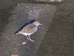 Actitis hypoleucos