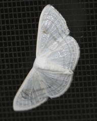Problepsis clemens