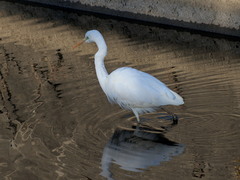 Ardea alba