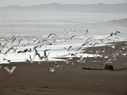 photo of California Gull (Larus californicus)