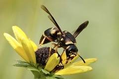 Euodynerus castigatus