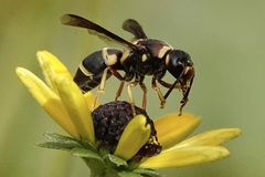 Euodynerus castigatus