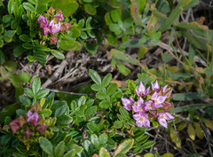 Boronia alata