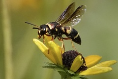 Euodynerus castigatus