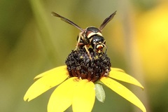 Euodynerus castigatus