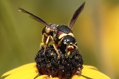 Euodynerus castigatus