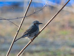 Hypsipetes amaurotis