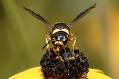 Euodynerus castigatus