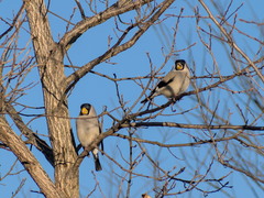 Eophona personata