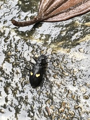 Oxycheila tristis