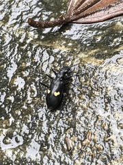 Oxycheila tristis