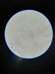 Mucronella fusiformis