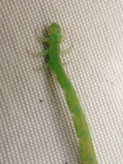 Eupithecia orichloris