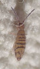 Entomobrya suzannae
