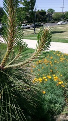 Pinus ponderosa