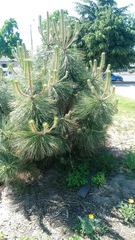 Pinus ponderosa