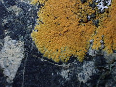 Polycauliona verruculifera