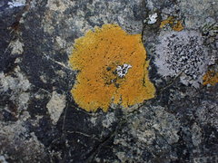 Polycauliona verruculifera