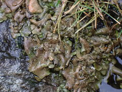 Dermatocarpon reticulatum