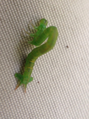 Eupithecia orichloris