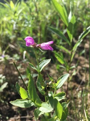 Physostegia parviflora