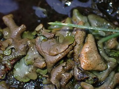 Dermatocarpon reticulatum