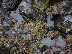 Dermatocarpon reticulatum