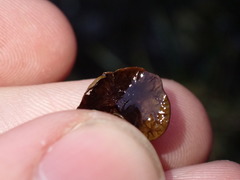 Dermatocarpon reticulatum