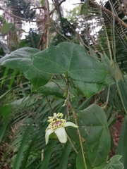 Passiflora obtusifolia