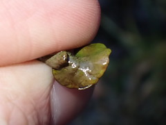 Dermatocarpon reticulatum