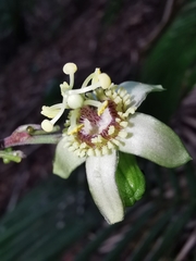 Passiflora obtusifolia